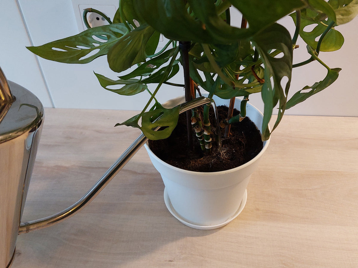 Monstera im weißen Topf wird mit der Gießkanne gedüngt