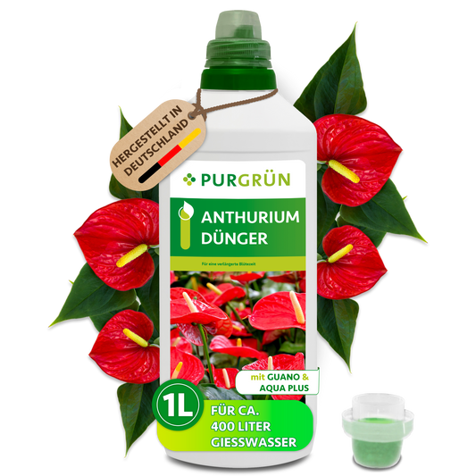 Purgrün Anthurium-Dünger in der 1-Liter-Flasche mit Dosierkappe, umgeben von roten Anthurien; reicht für ca. 400 Liter Gießwasser.