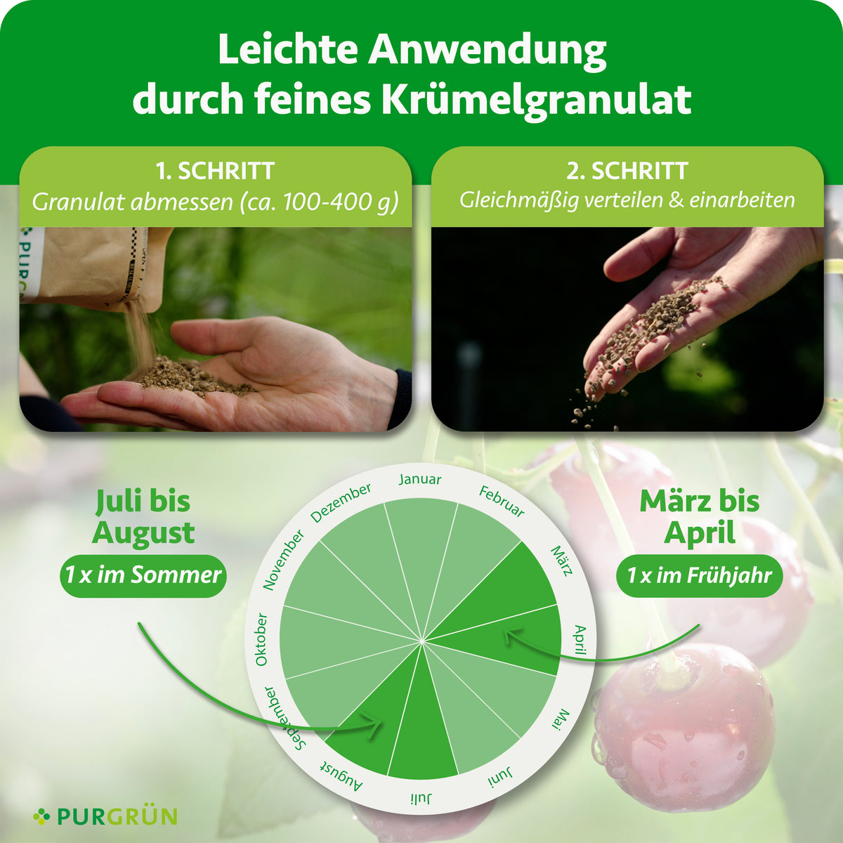 100–400 g Granulat abmessen, gleichmäßig verteilen und einarbeiten; einmal von März bis April und einmal von Juli bis August düngen.