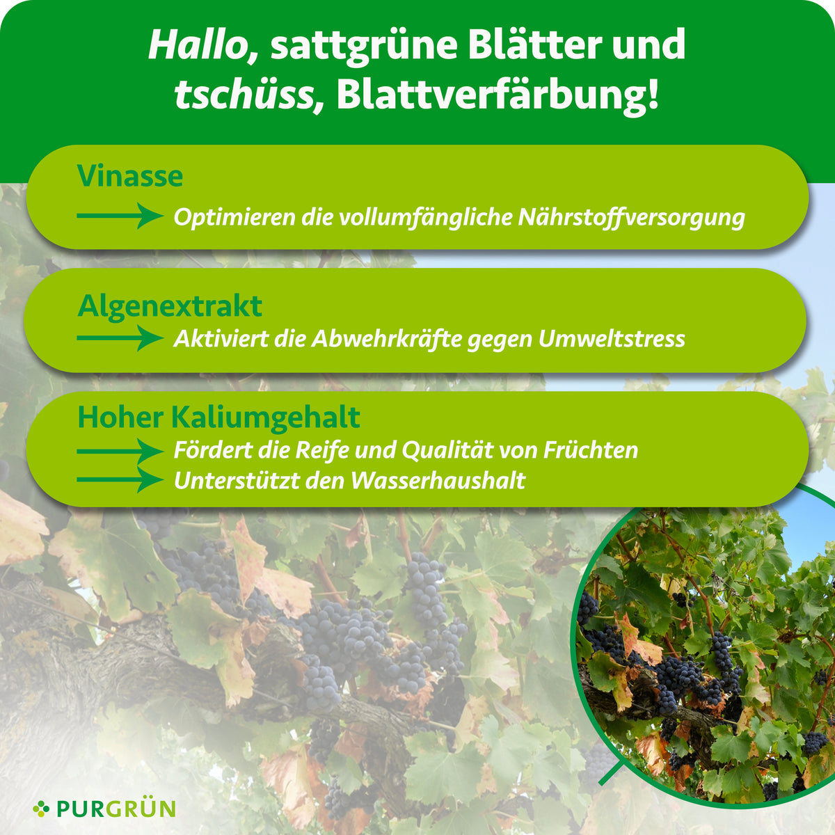 Vinasse optimiert die Nährstoffversorgung, Algenextrakt aktiviert die Abwehrkräfte gegen Umweltstress. Hoher Kaliumgehalt fördert Reife und Qualität der Früchte und unterstützt den Wasserhaushalt.