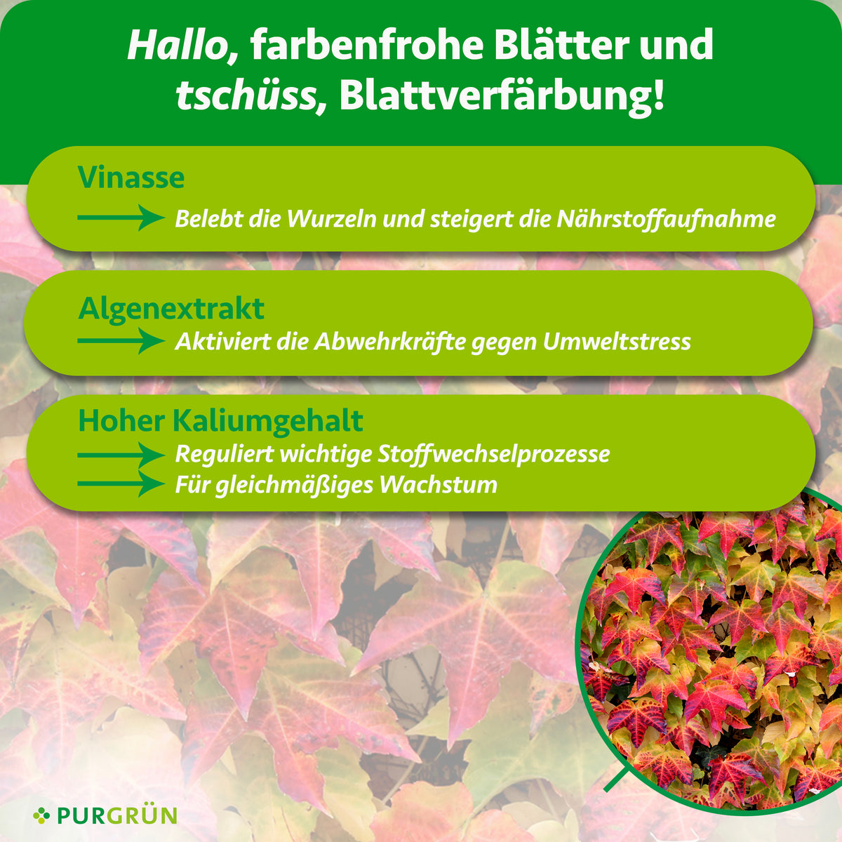 Vinasse belebt die Wurzeln und steigert die Nährstoffaufnahme, Algenextrakt aktiviert die Abwehrkräfte gegen Umweltstress. Hoher Kaliumgehalt reguliert wichtige Stoffwechselprozesse und unterstützt gleichmäßiges Wachstum.