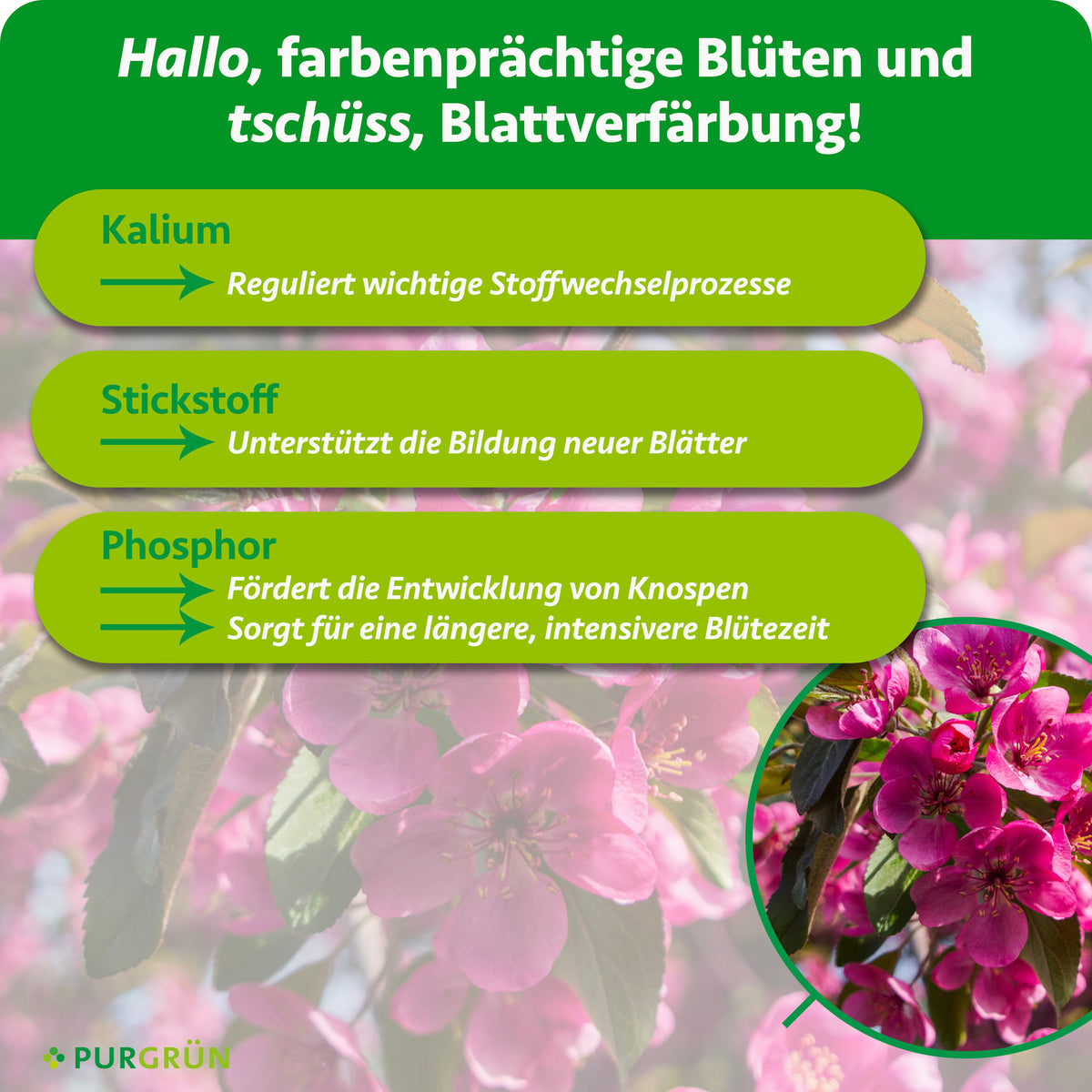 Kalium reguliert wichtige Stoffwechselprozesse, Stickstoff unterstützt die Bildung neuer Blätter und Phosphor fördert Knospenentwicklung sowie eine längere, intensivere Blütezeit.