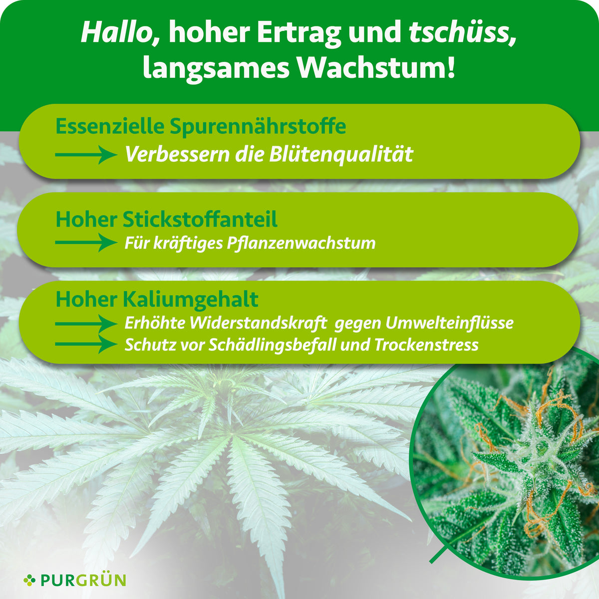 Infografik mit Hanfpflanzen, drei grünen Kästchen zu essenziellen Spurennährstoffen, hohem Stickstoff- und Kaliumgehalt für optimales Wachstum – ideale Ergänzung durch das Purgrün Cannabis-Dünger-Set 2 x 1 Liter. Logo unten links.