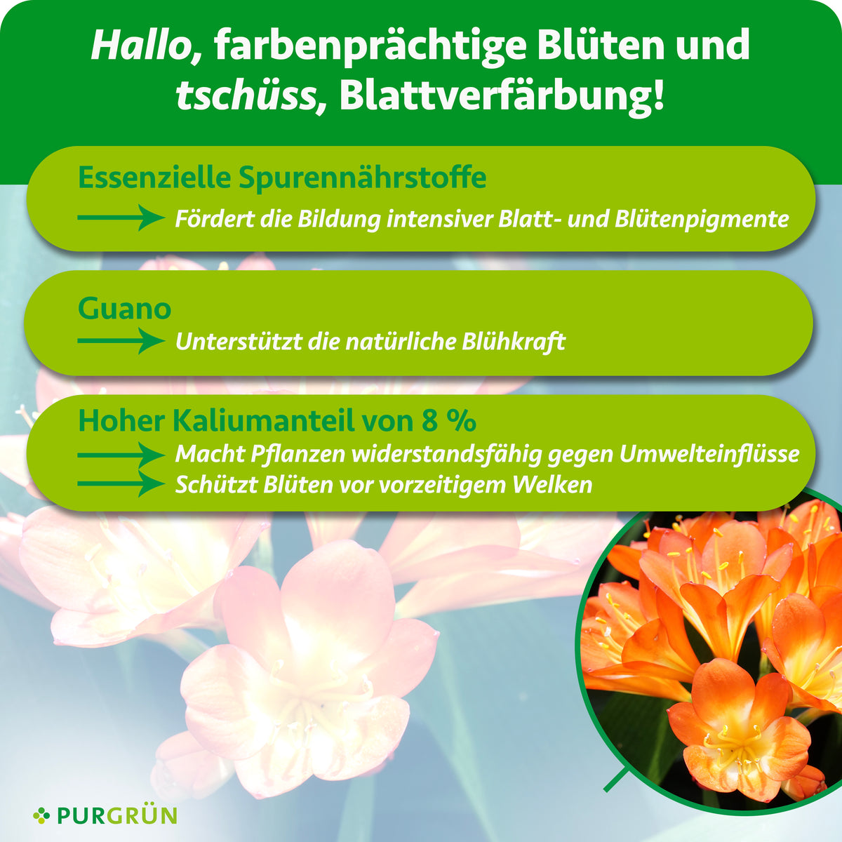 Essenzielle Spurennährstoffe fördern intensive Blatt- und Blütenpigmente, Guano unterstützt die natürliche Blühkraft. 8 % Kalium sollen vor Umwelteinflüssen und vorzeitigem Welken schützen.