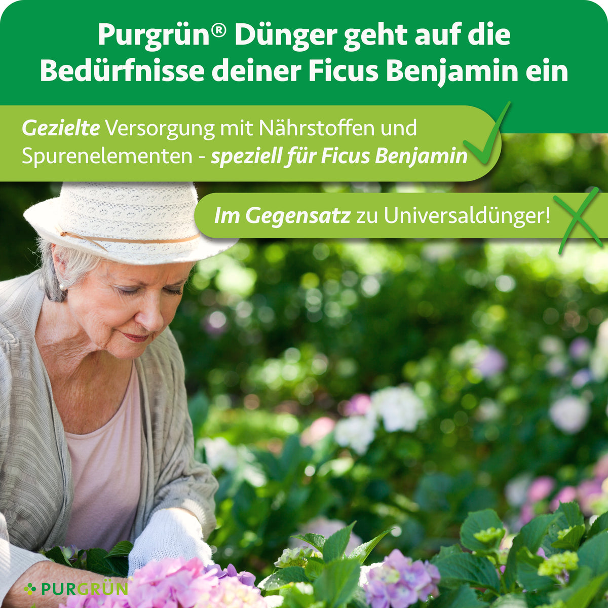 Gezielte Versorgung mit Nährstoffen und Spurenelementen speziell für Ficus Benjamini statt Universaldünger.