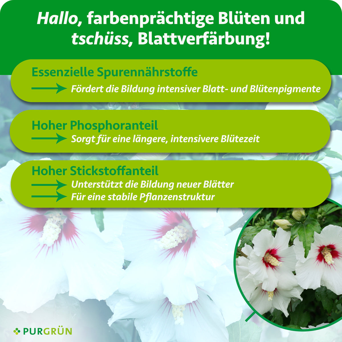 Essenzielle Spurennährstoffe fördern intensive Blatt- und Blütenpigmente; ein hoher Phosphoranteil unterstützt eine längere, intensivere Blütezeit. Stickstoff fördert neue Blätter und eine stabile Pflanzenstruktur.