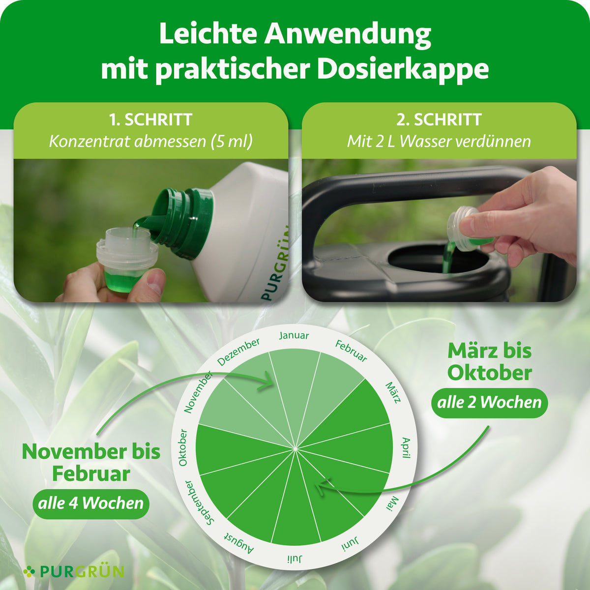 Anwendung: 5 ml Konzentrat mit 2 Litern Wasser verdünnen; von März bis Oktober alle 2 Wochen, von November bis Februar alle 4 Wochen düngen.