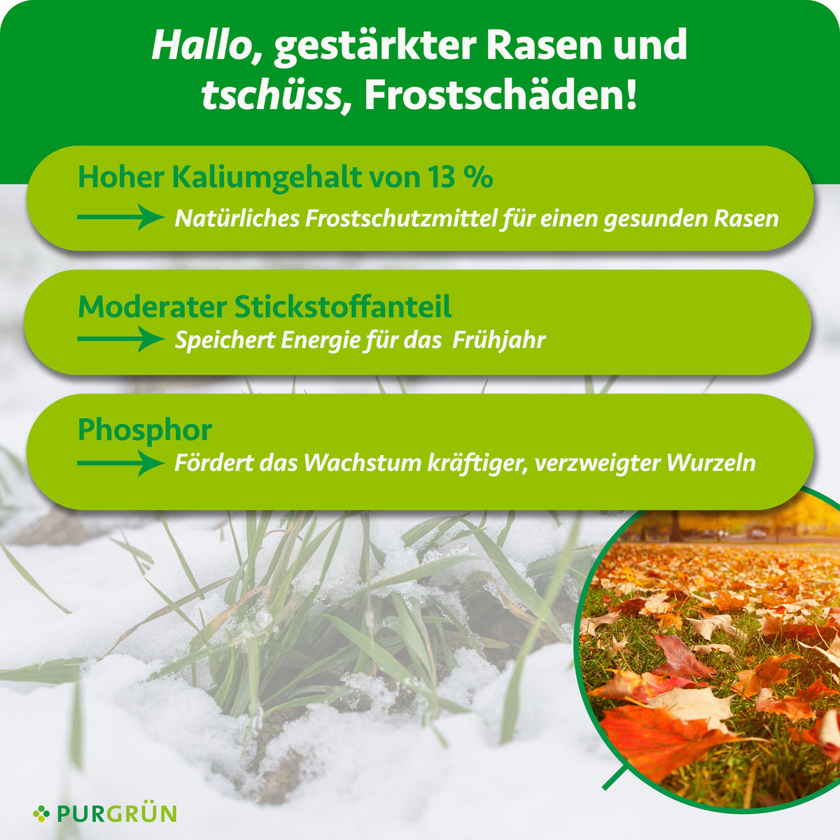 Hoher Kaliumgehalt von 13 % unterstützt den Frostschutz, moderater Stickstoffanteil speichert Energie fürs Frühjahr und Phosphor fördert kräftige, verzweigte Wurzeln.
