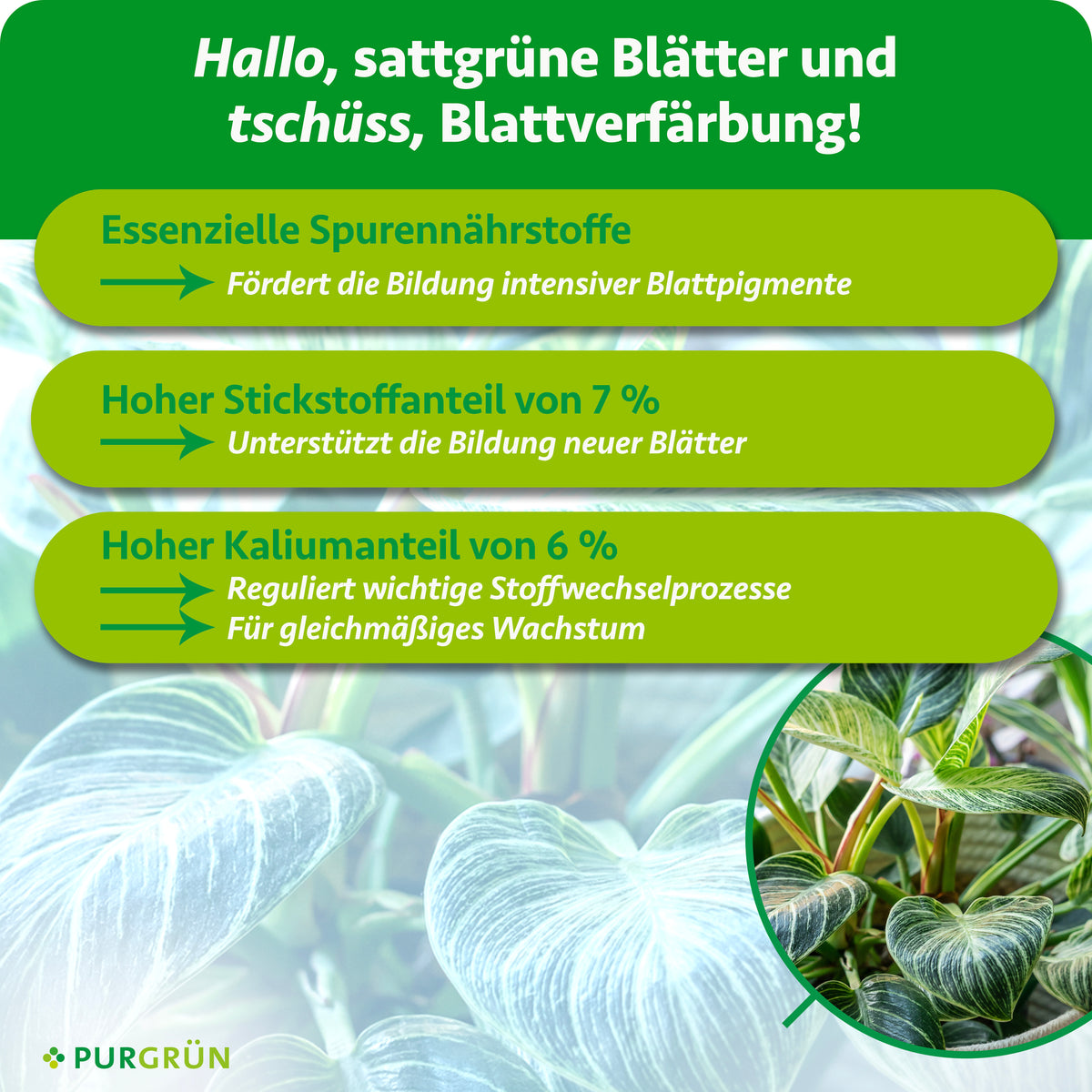 Essenzielle Spurennährstoffe fördern intensive Blattpigmente, 7 % Stickstoff unterstützt die Bildung neuer Blätter und 6 % Kalium gleichmäßiges Wachstum.
