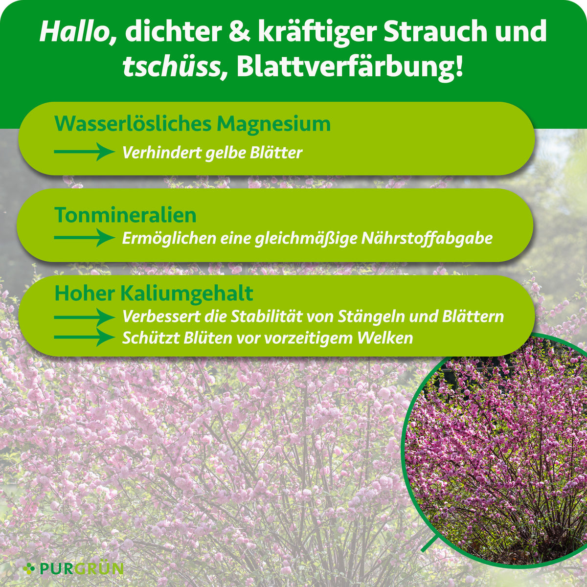 Wasserlösliches Magnesium verhindert gelbe Blätter, Tonmineralien ermöglichen eine gleichmäßige Nährstoffabgabe. Hoher Kaliumgehalt verbessert die Stabilität von Stängeln und Blättern und schützt Blüten vor vorzeitigem Welken.