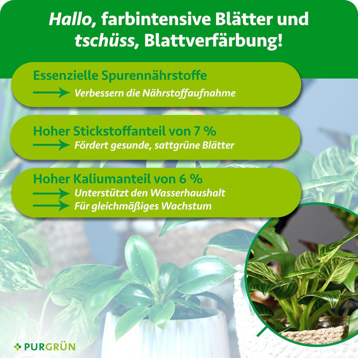 Essenzielle Spurennährstoffe verbessern die Nährstoffaufnahme, 7 % Stickstoff fördern gesunde, sattgrüne Blätter. 6 % Kalium unterstützen den Wasserhaushalt und gleichmäßiges Wachstum.
