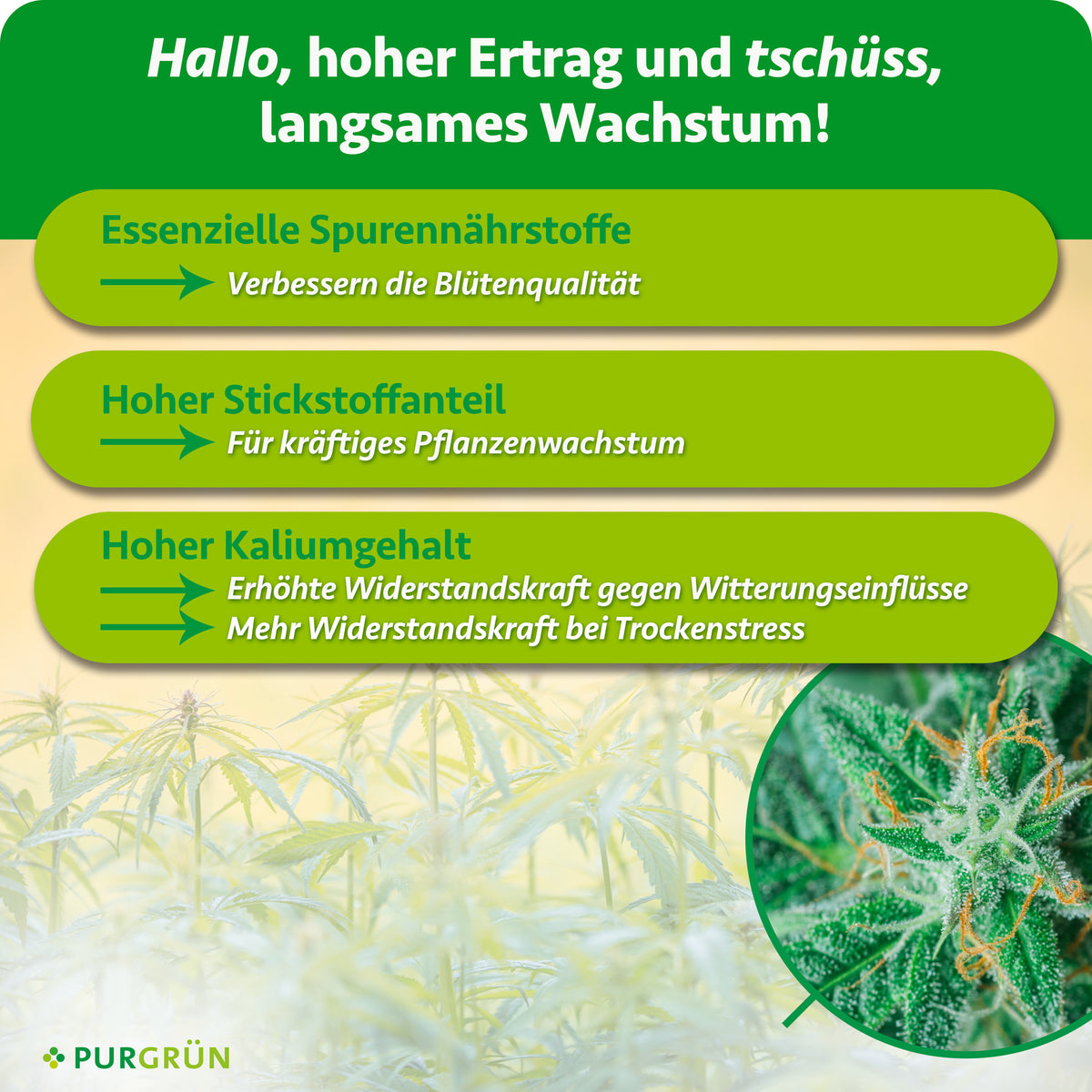 Infografik mit grün-gelben Pfeilen: Purgrün Autoflower-Dünger-Set (2 x 1 Liter) enthält essenzielle Spurennährstoffe, hohen Stickstoffanteil und Auto-Grow-Formel für optimales Wachstum und starke Hanfpflanzen.