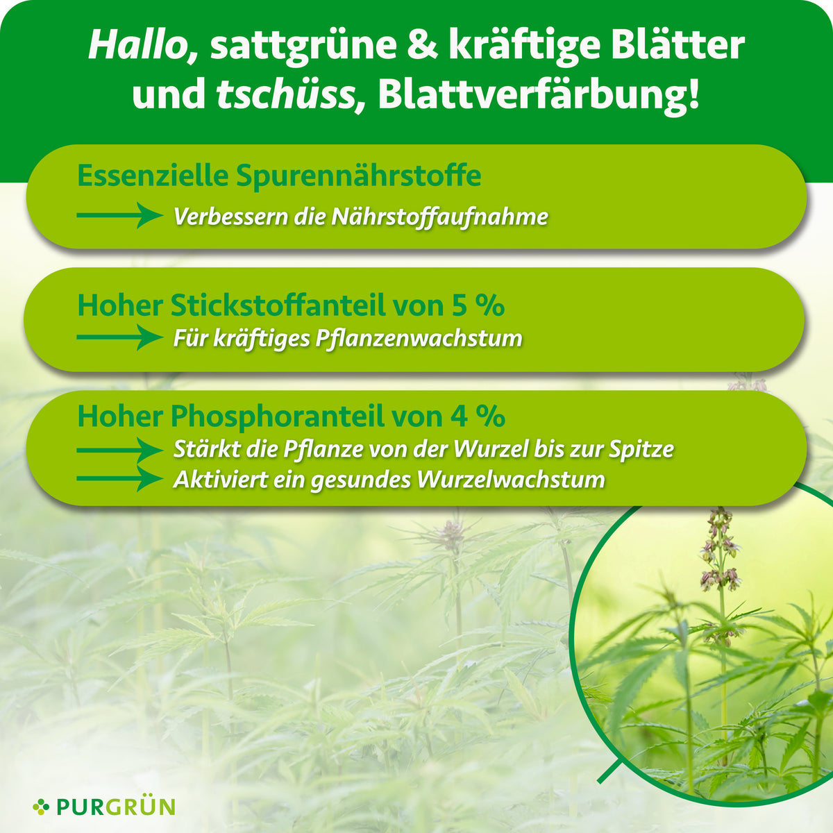 Essenzielle Spurennährstoffe verbessern die Nährstoffaufnahme; 5 % Stickstoff fördern kräftiges Pflanzenwachstum. 4 % Phosphor stärkt die Pflanze und aktiviert gesundes Wurzelwachstum.