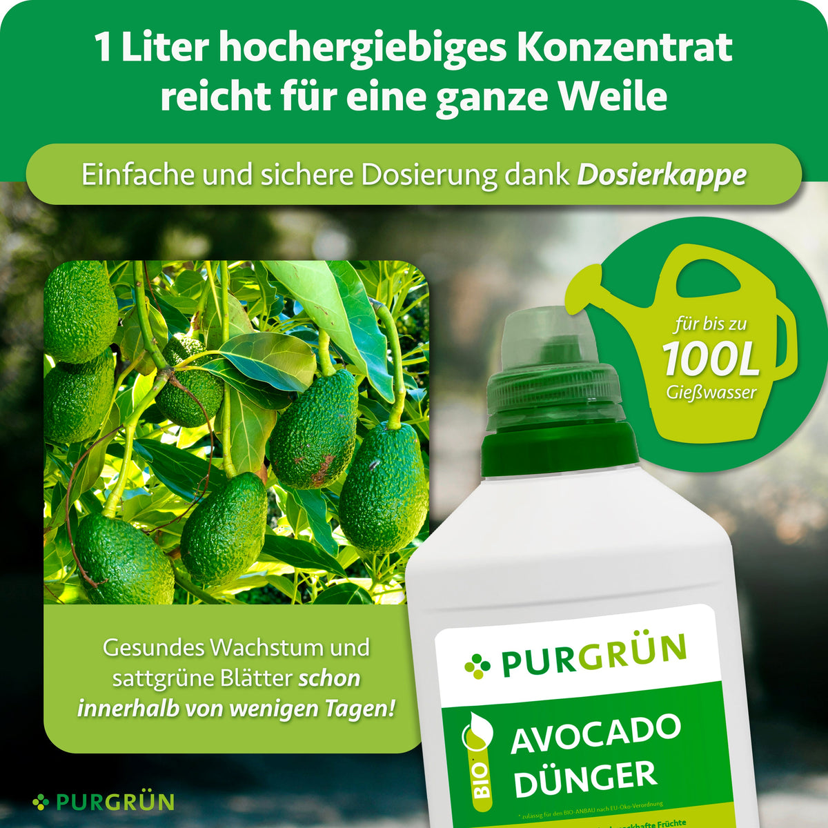 Eine Flasche Purgrün Bio-Avocado-Dünger 1 Liter wird neben Avocadobäumen mit grünen Früchten gezeigt. Der Text betont, dass 1 Liter Konzentrat bis zu bis zu 100 Liter Gießwasser ergibt und gesundes, üppiges Avocadowachstum unterstützt.