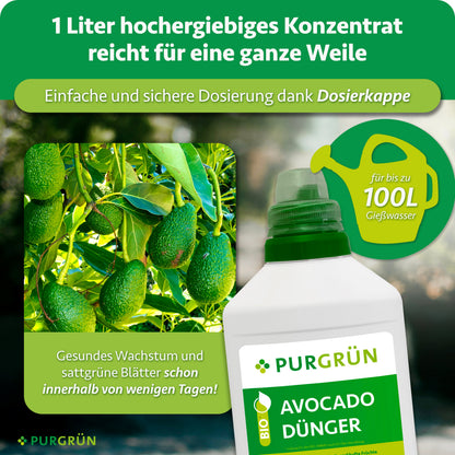 Eine Flasche Purgrün Bio-Avocado-Dünger 1 Liter wird neben Avocadobäumen mit grünen Früchten gezeigt. Der Text betont, dass 1 Liter Konzentrat bis zu bis zu 100 Liter Gießwasser ergibt und gesundes, üppiges Avocadowachstum unterstützt.