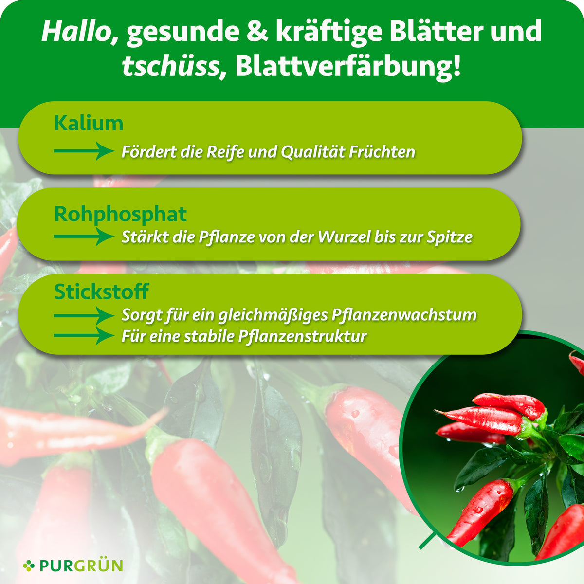 Kalium fördert Reife und Qualität der Früchte, Rohphosphat stärkt die Pflanze von der Wurzel bis zur Spitze. Stickstoff unterstützt gleichmäßiges Wachstum und eine stabile Pflanzenstruktur.