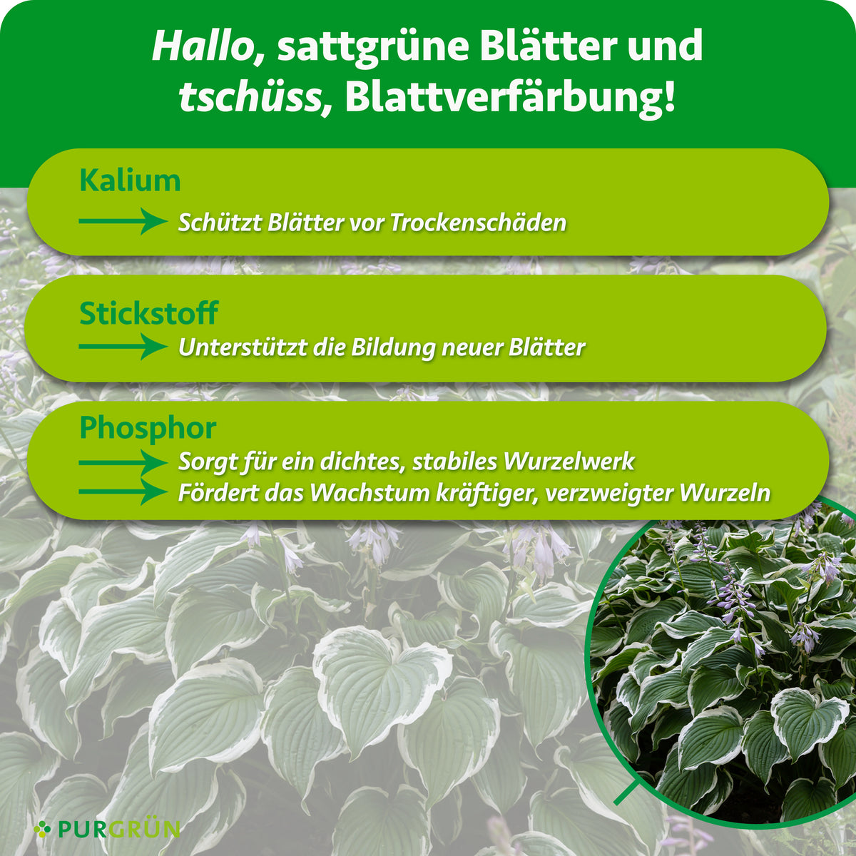 Kalium schützt Blätter vor Trockenschäden, Stickstoff unterstützt die Bildung neuer Blätter und Phosphor fördert ein dichtes, stabiles sowie kräftig verzweigtes Wurzelwerk.