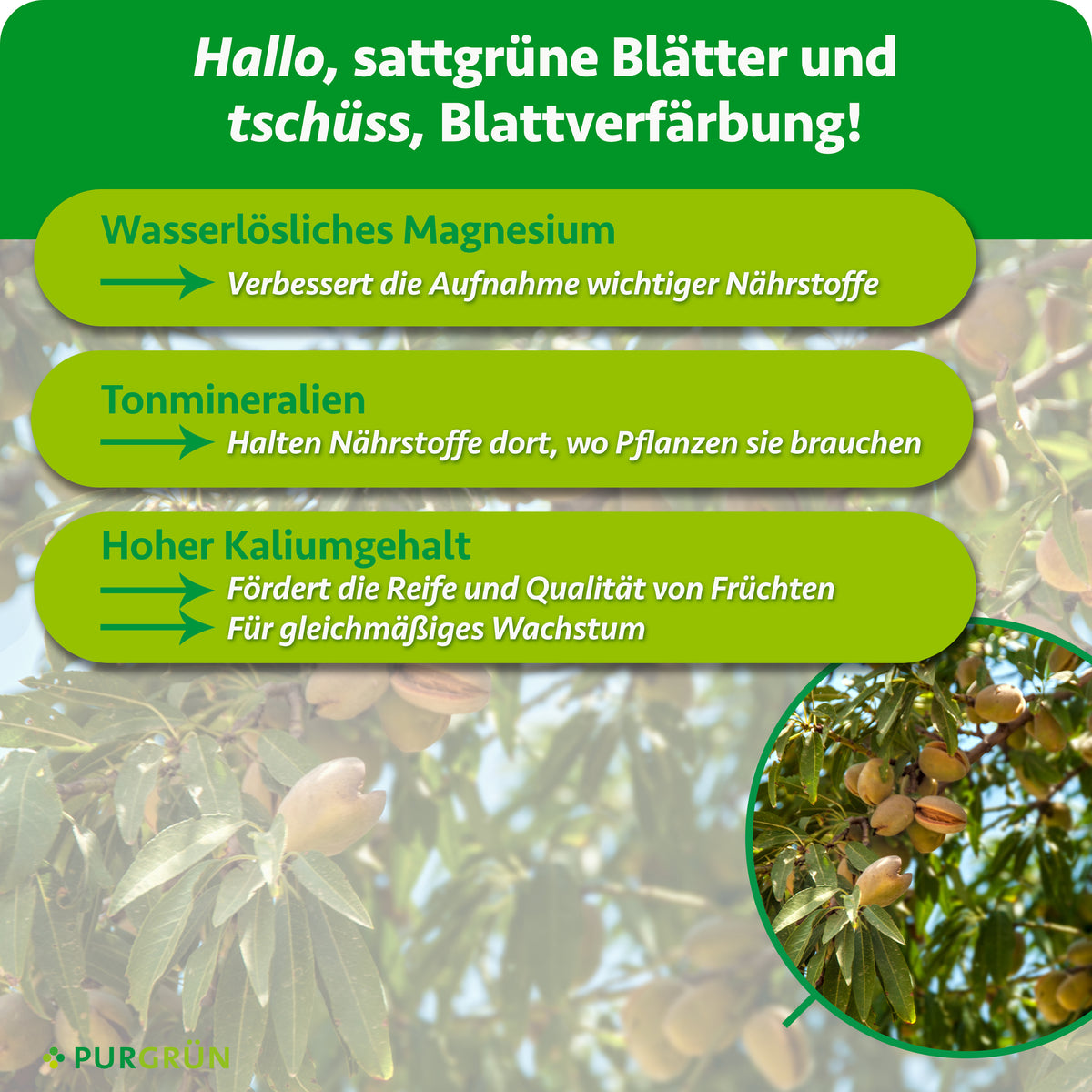 Wasserlösliches Magnesium verbessert die Nährstoffaufnahme, Tonmineralien halten Nährstoffe dort, wo Pflanzen sie brauchen, und Kalium fördert Fruchtreife, Qualität und gleichmäßiges Wachstum.