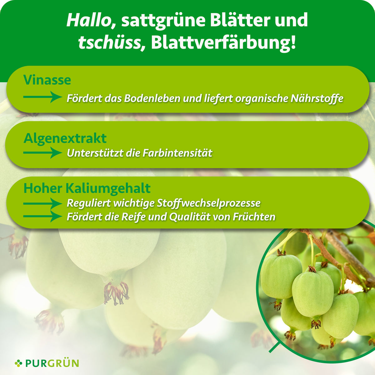 Vinasse fördert das Bodenleben und liefert organische Nährstoffe, Algenextrakt unterstützt die Farbintensität. Kalium reguliert Stoffwechselprozesse und fördert Reife und Fruchtqualität.
