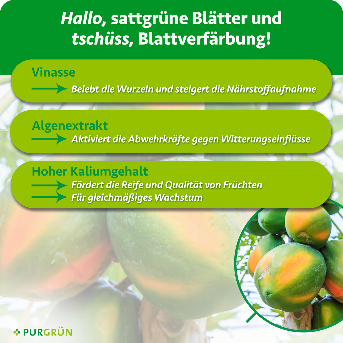 Vinasse belebt die Wurzeln und steigert die Nährstoffaufnahme, Algenextrakt stärkt die Abwehrkräfte gegen Witterungseinflüsse. Hoher Kaliumgehalt fördert Fruchtreife, Fruchtqualität und gleichmäßiges Wachstum.
