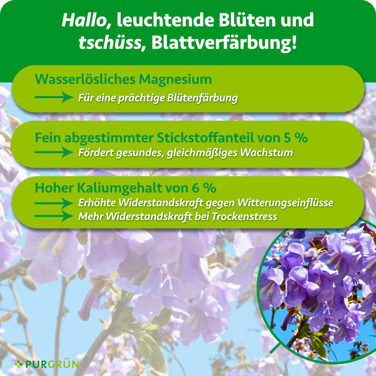 Infografik mit lila Blüten, drei grünen Tafeln zum Pflanzendünger „Blauglockenbaum-Dünger 1 kg“ von Purgrün – organisch-mineralisch für optimales Wachstum. Überschrift: „Hallo, leuchtende Blüten und tschüss, Blattverfärbung!“.
