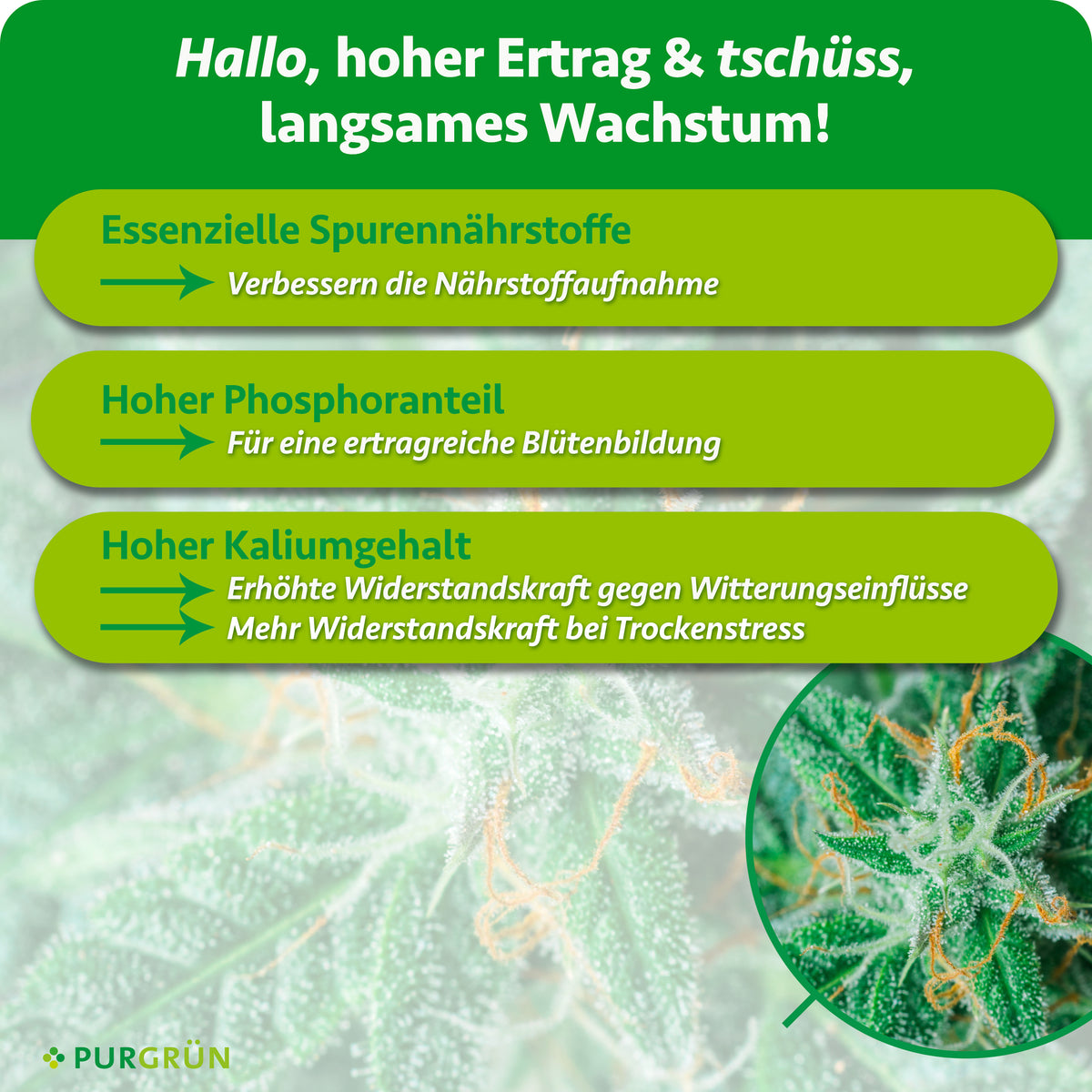 Infografik mit drei grünen Pfeilen auf unscharfem Cannabis-Hintergrund. Text: Vorteile von Purgrün Cannabis Bloom-Dünger 1L – essentielle Spurennährstoffe, viel Phosphor und Kalium für besseres Wachstum, Blüte und kräftige Cannabis-Blüten.