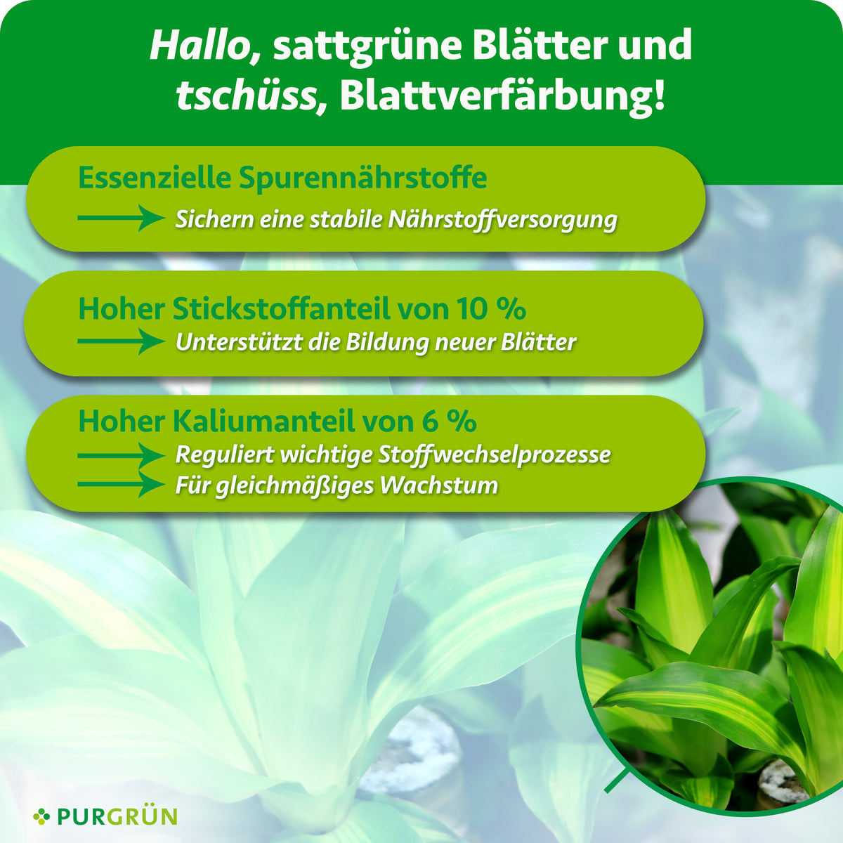 Essenzielle Spurennährstoffe sichern eine stabile Nährstoffversorgung; 10 % Stickstoff unterstützen die Bildung neuer Blätter, 6 % Kalium regulieren wichtige Stoffwechselprozesse und unterstützen gleichmäßiges Wachstum.