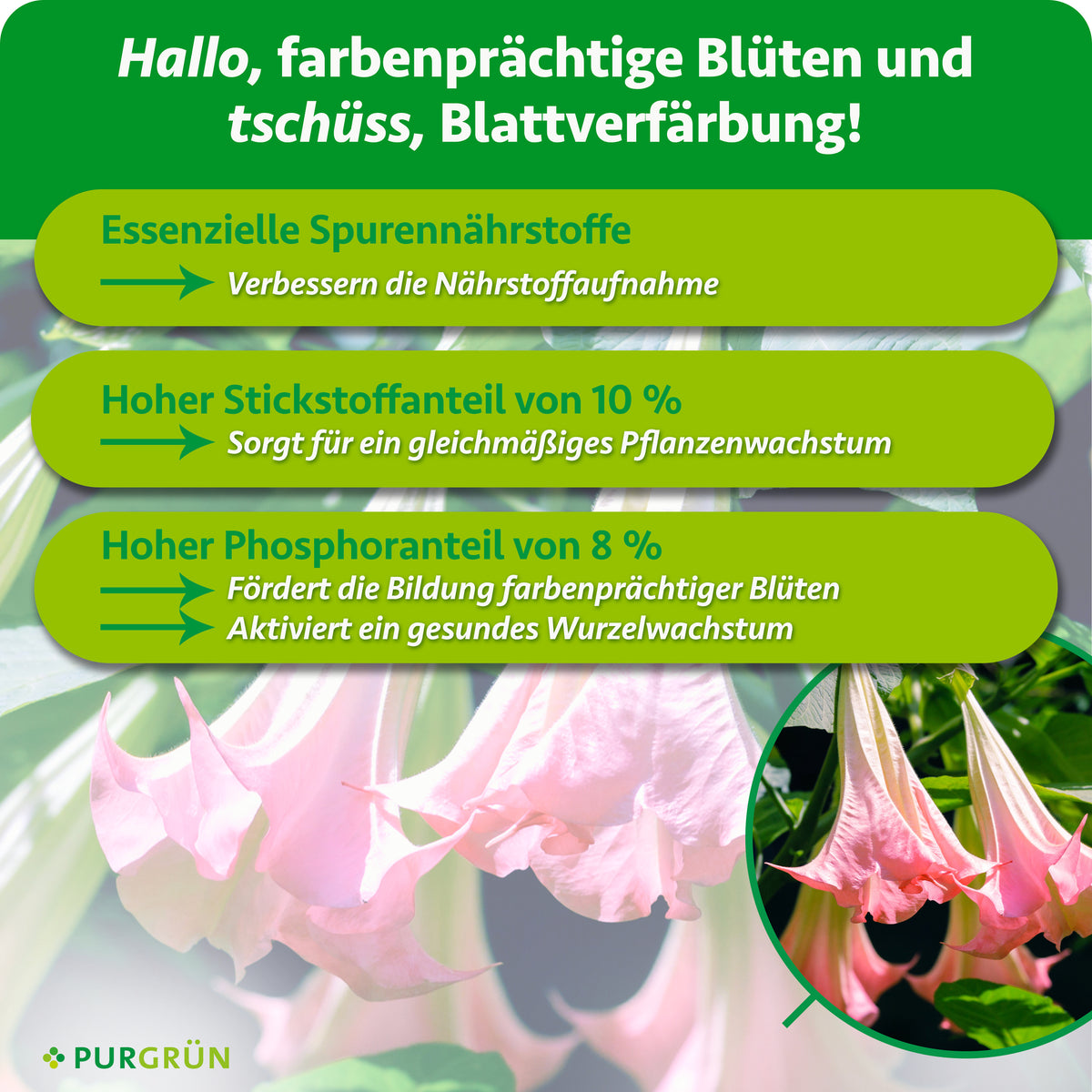 Spurennährstoffe verbessern die Nährstoffaufnahme; 10 % Stickstoff fördern gleichmäßiges Wachstum, 8 % Phosphor farbenprächtige Blüten und gesundes Wurzelwachstum.