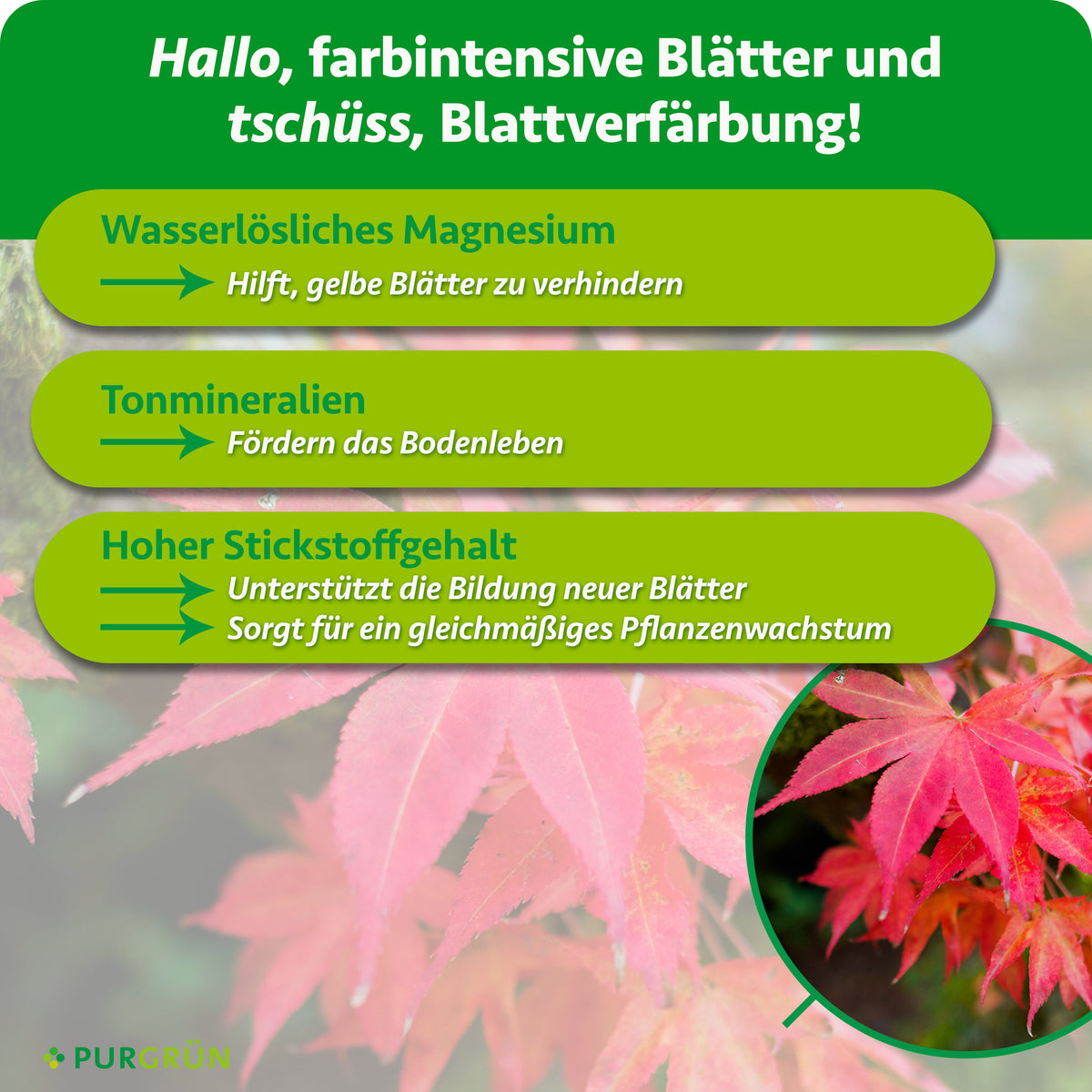 Wasserlösliches Magnesium hilft, gelbe Blätter zu verhindern, Tonmineralien fördern das Bodenleben und Stickstoff unterstützt neue Blätter sowie gleichmäßiges Wachstum.