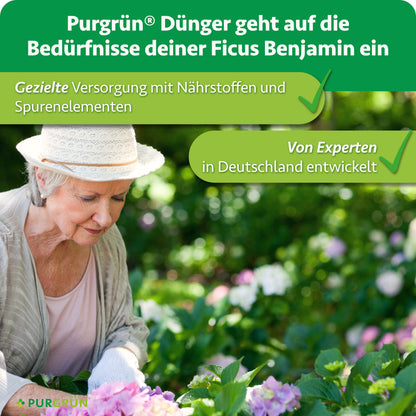 Purgrün Ficus-Benjamini-Dünger: gezielte Versorgung mit Nährstoffen und Spurenelementen, von Experten in Deutschland entwickelt.
