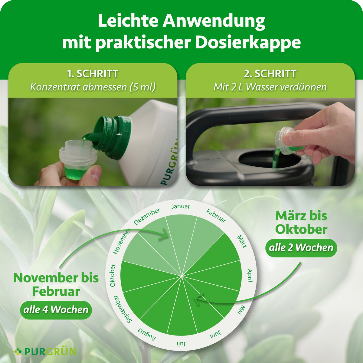Anwendung: 5 ml Konzentrat mit 2 Litern Wasser verdünnen; von März bis Oktober alle 2 Wochen, von November bis Februar alle 4 Wochen düngen.