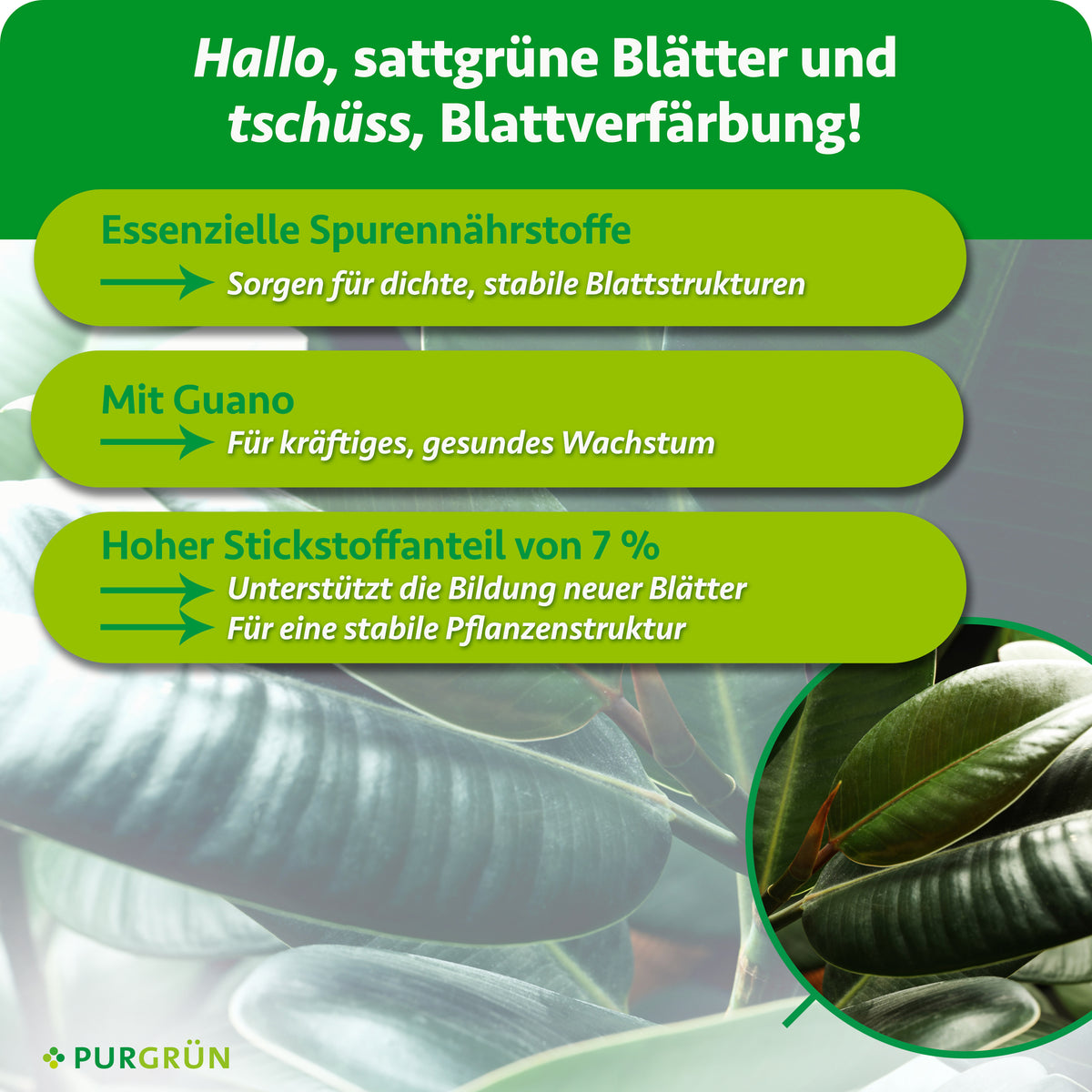 Essenzielle Spurennährstoffe sorgen für dichte, stabile Blattstrukturen. Mit Guano für kräftiges, gesundes Wachstum. 7 % Stickstoff unterstützen neue Blätter und eine stabile Pflanzenstruktur.