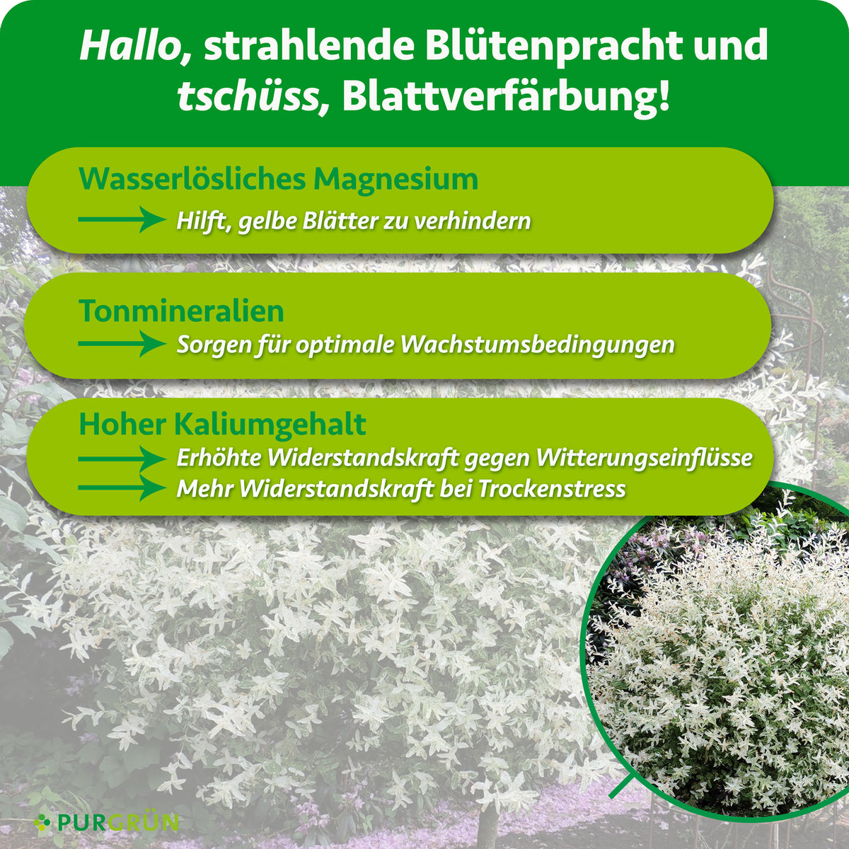 Wasserlösliches Magnesium hilft, gelbe Blätter zu verhindern, Tonmineralien schaffen optimale Wachstumsbedingungen und ein hoher Kaliumgehalt stärkt die Widerstandskraft gegen Witterungseinflüsse und bei Trockenstress.