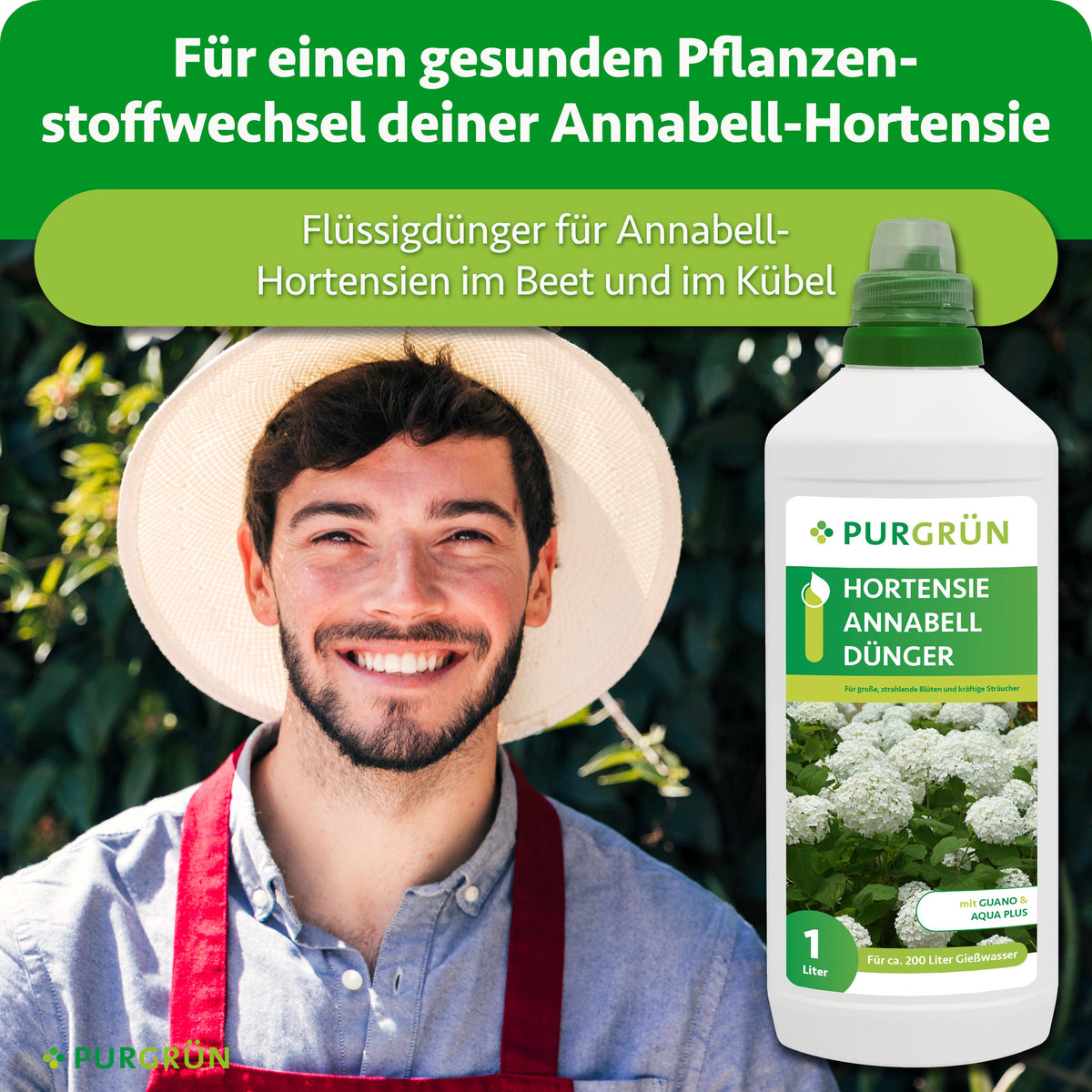 Flüssigdünger für Annabell-Hortensien im Beet und Kübel zur Unterstützung eines gesunden Pflanzenstoffwechsels, dargestellt neben einem lächelnden Gärtner.