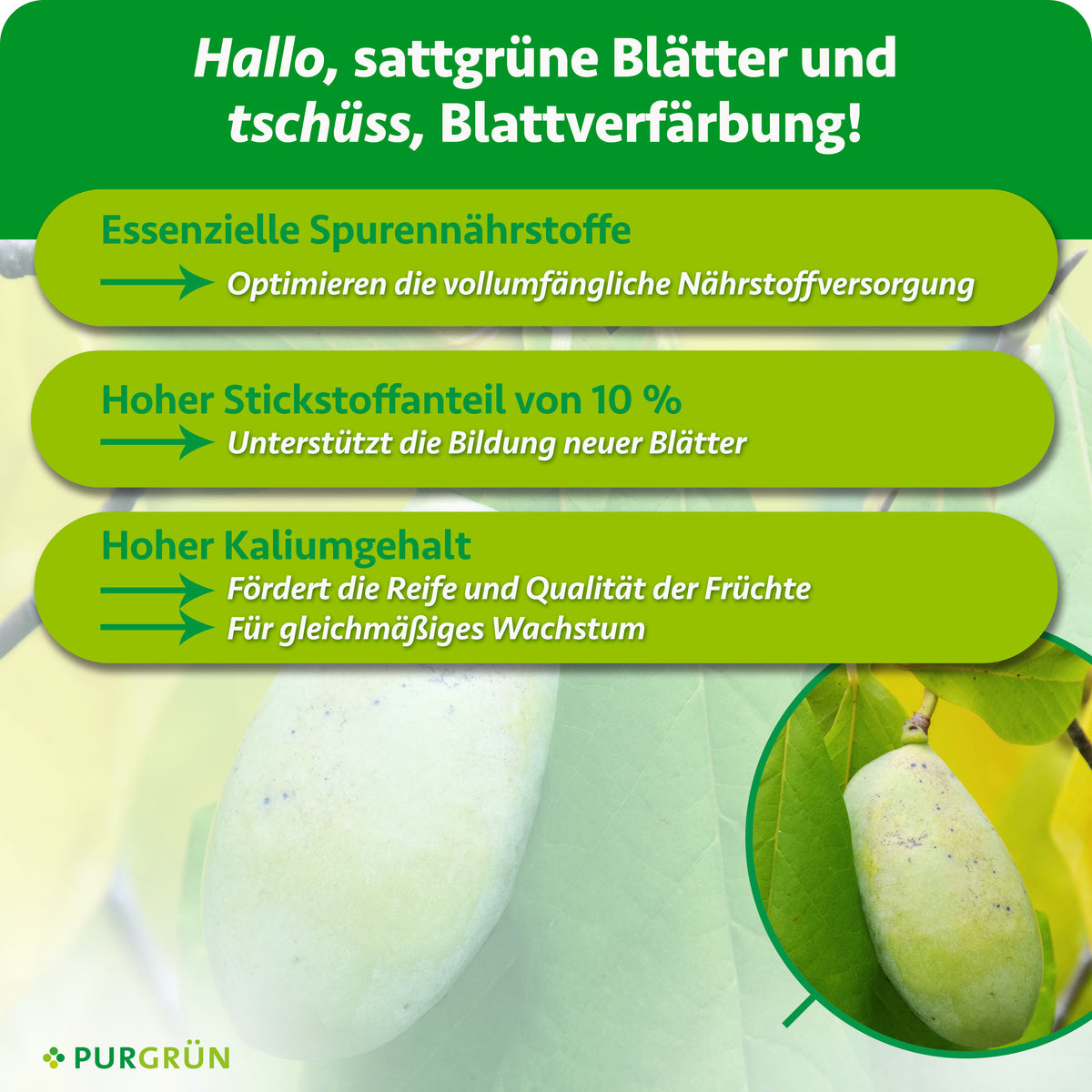 Spurennährstoffe optimieren die Nährstoffversorgung, 10 % Stickstoff unterstützt die Blattbildung und Kalium fördert Fruchtreife, Qualität und gleichmäßiges Wachstum.