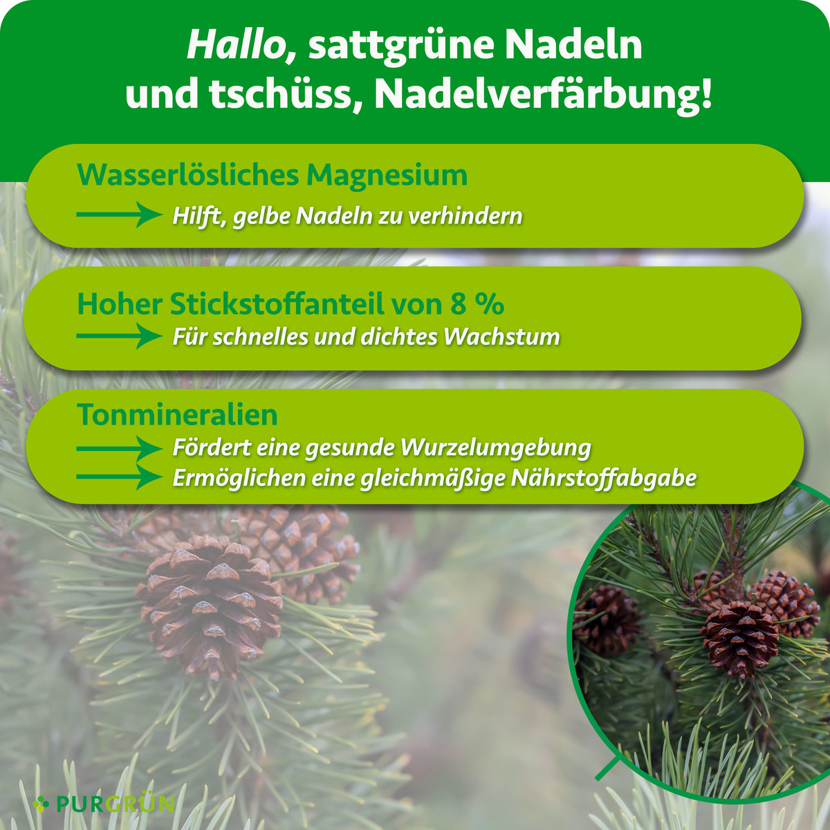 Wasserlösliches Magnesium hilft, gelbe Nadeln zu verhindern, 8 % Stickstoff fördern schnelles, dichtes Wachstum. Tonmineralien unterstützen eine gesunde Wurzelumgebung und gleichmäßige Nährstoffabgabe.