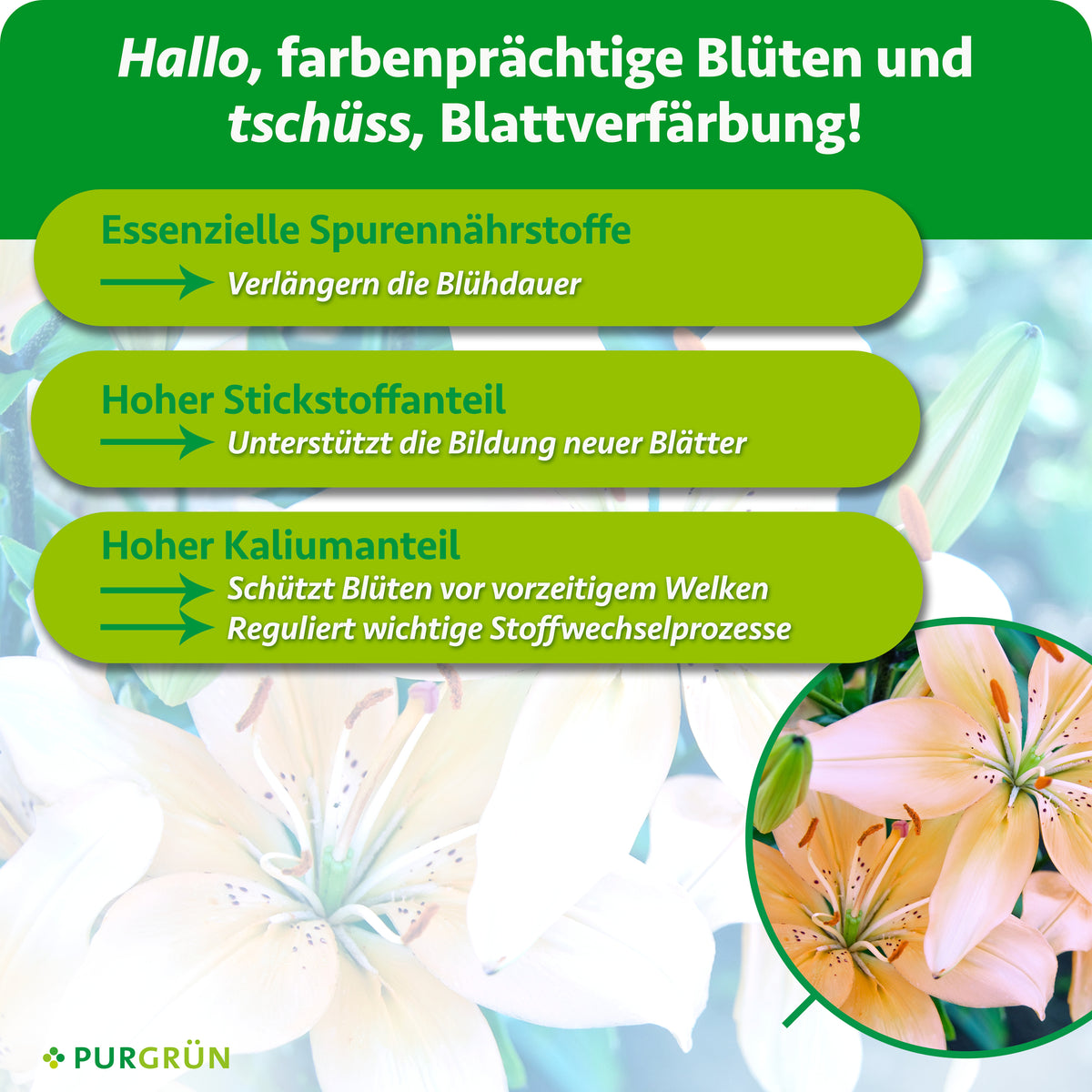 Essenzielle Spurennährstoffe verlängern die Blühdauer, Stickstoff unterstützt neue Blätter und Kalium schützt Blüten vor vorzeitigem Welken und reguliert wichtige Stoffwechselprozesse.