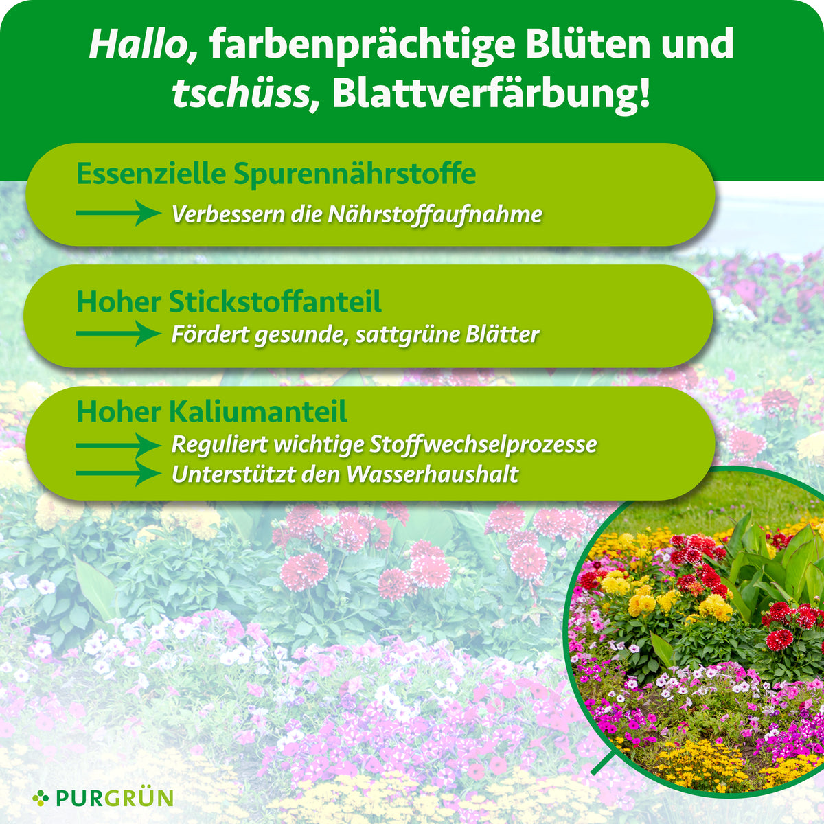 Essenzielle Spurennährstoffe verbessern die Nährstoffaufnahme, ein hoher Stickstoffanteil fördert gesunde, sattgrüne Blätter. Ein hoher Kaliumanteil reguliert wichtige Stoffwechselprozesse und unterstützt den Wasserhaushalt.