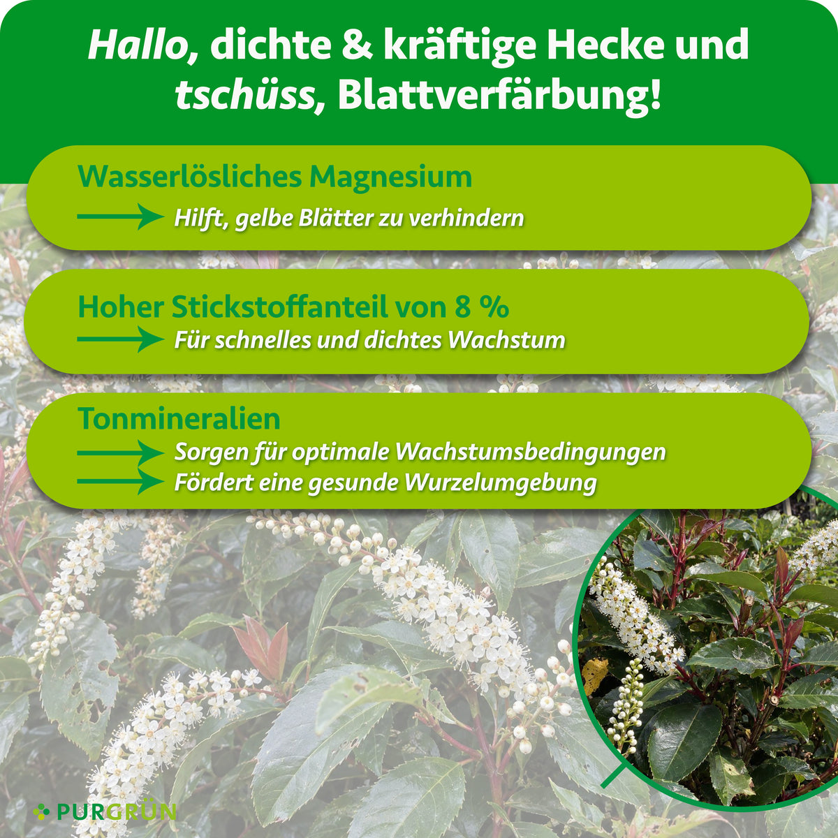 Wasserlösliches Magnesium beugt gelben Blättern vor, 8 % Stickstoff fördern schnelles, dichtes Wachstum und Tonmineralien unterstützen Wurzeln und Wachstumsbedingungen.