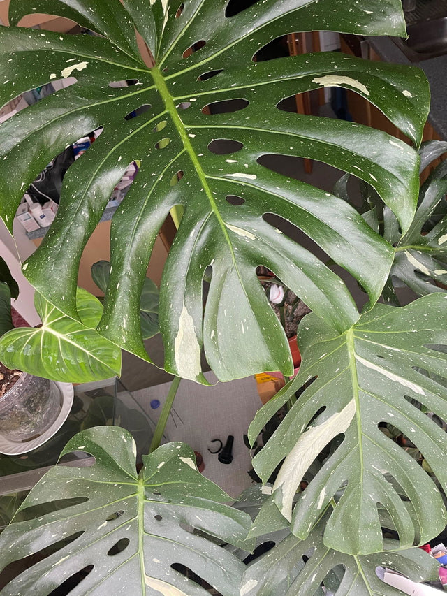 Kundengarten: Monstera mit Purgrün Monstera-Dünger 1 Liter