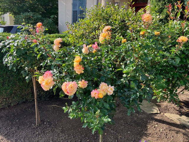 Kundengarten: Rosen mit Purgrün Rosendünger 1 Liter