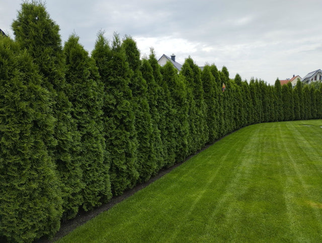 Kundengarten: Thuja-Hecke mit Purgrün Thuja-Smaragd-Dünger 1 kg
