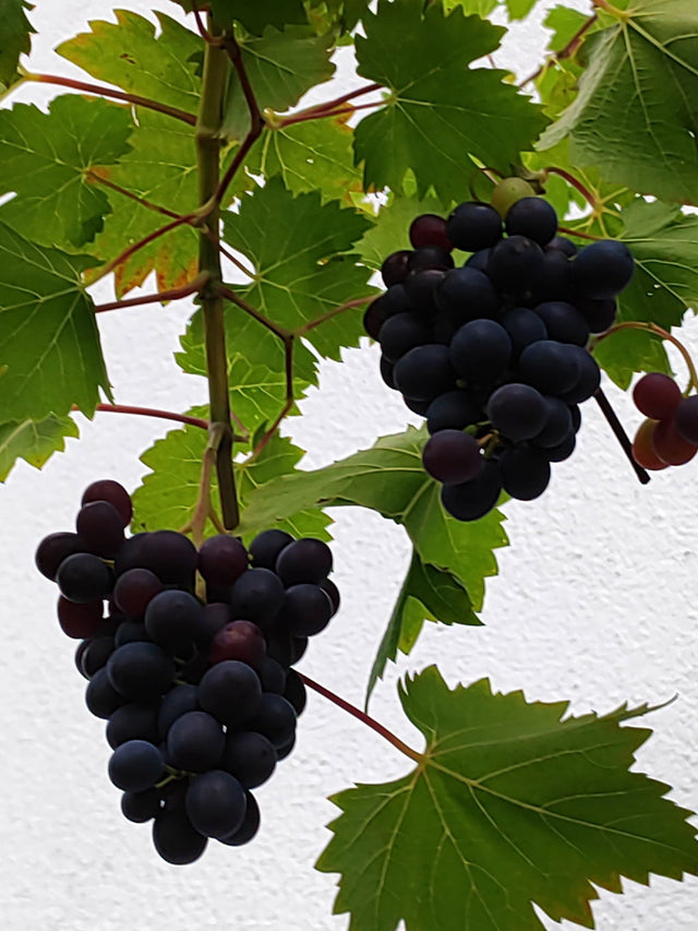 Kundengarten: Weintrauben mit Purgrün Bio-Weinstock-Dünger 1 Liter