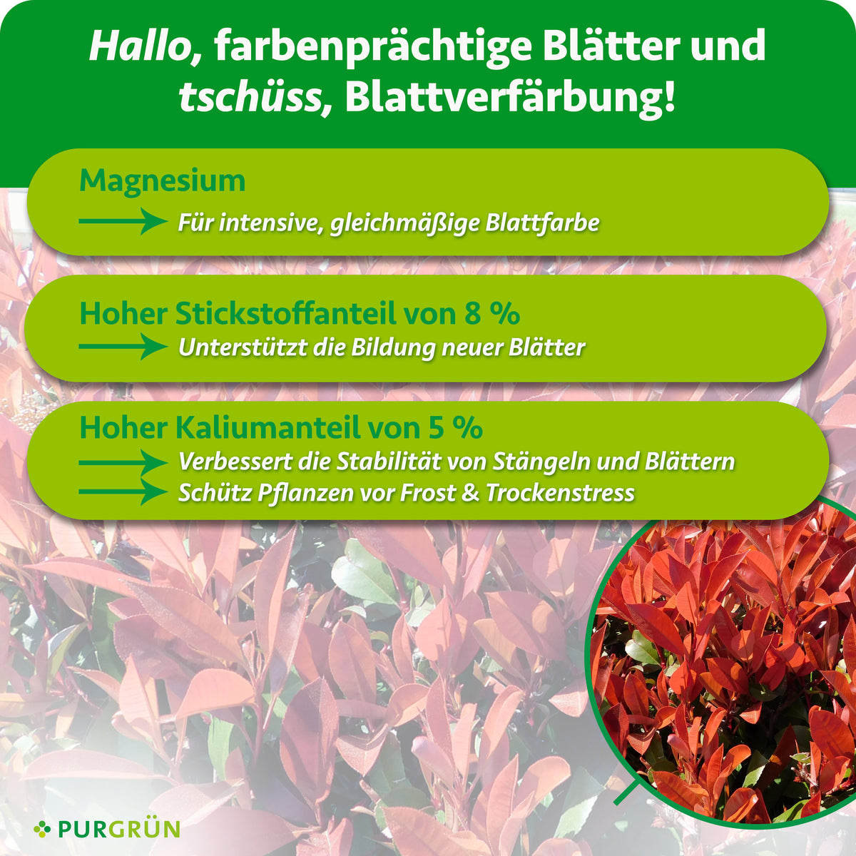 Magnesium unterstützt eine intensive, gleichmäßige Blattfarbe; 8 % Stickstoff fördern neue Blätter, 5 % Kalium stärken Stängel und Blätter und schützen vor Frost- und Trockenstress.