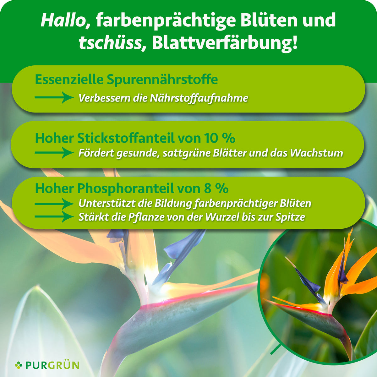 Spurennährstoffe verbessern die Nährstoffaufnahme; 10 % Stickstoff fördern sattgrüne Blätter und Wachstum, 8 % Phosphor unterstützen farbenprächtige Blüten und stärken die Pflanze.